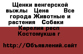 Щенки венгерской выжлы › Цена ­ 1 - Все города Животные и растения » Собаки   . Карелия респ.,Костомукша г.